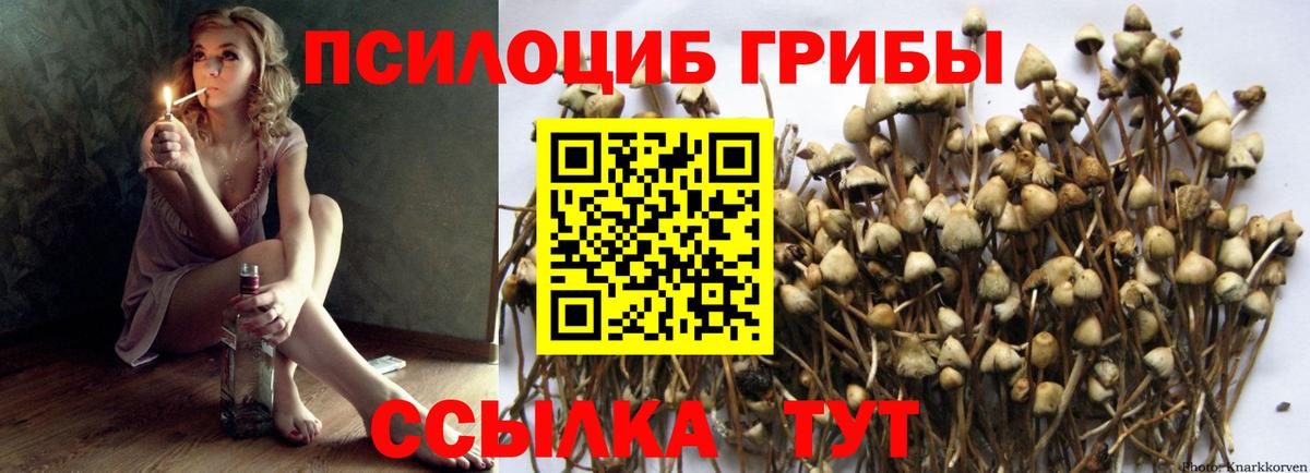 Галлюциногенные грибы Psilocybe Шахты